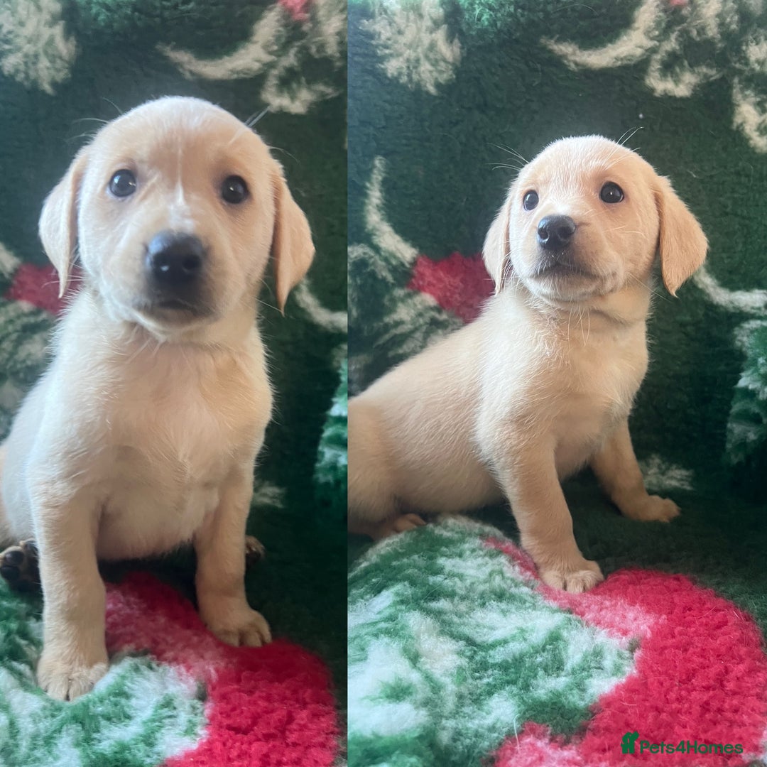Labrador Retriever dogs for sale: 2 Labrador Retrievers girls left  - Advert 1