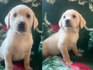 Labrador Retriever dogs 2 Labrador Retrievers girls left - Advert 11