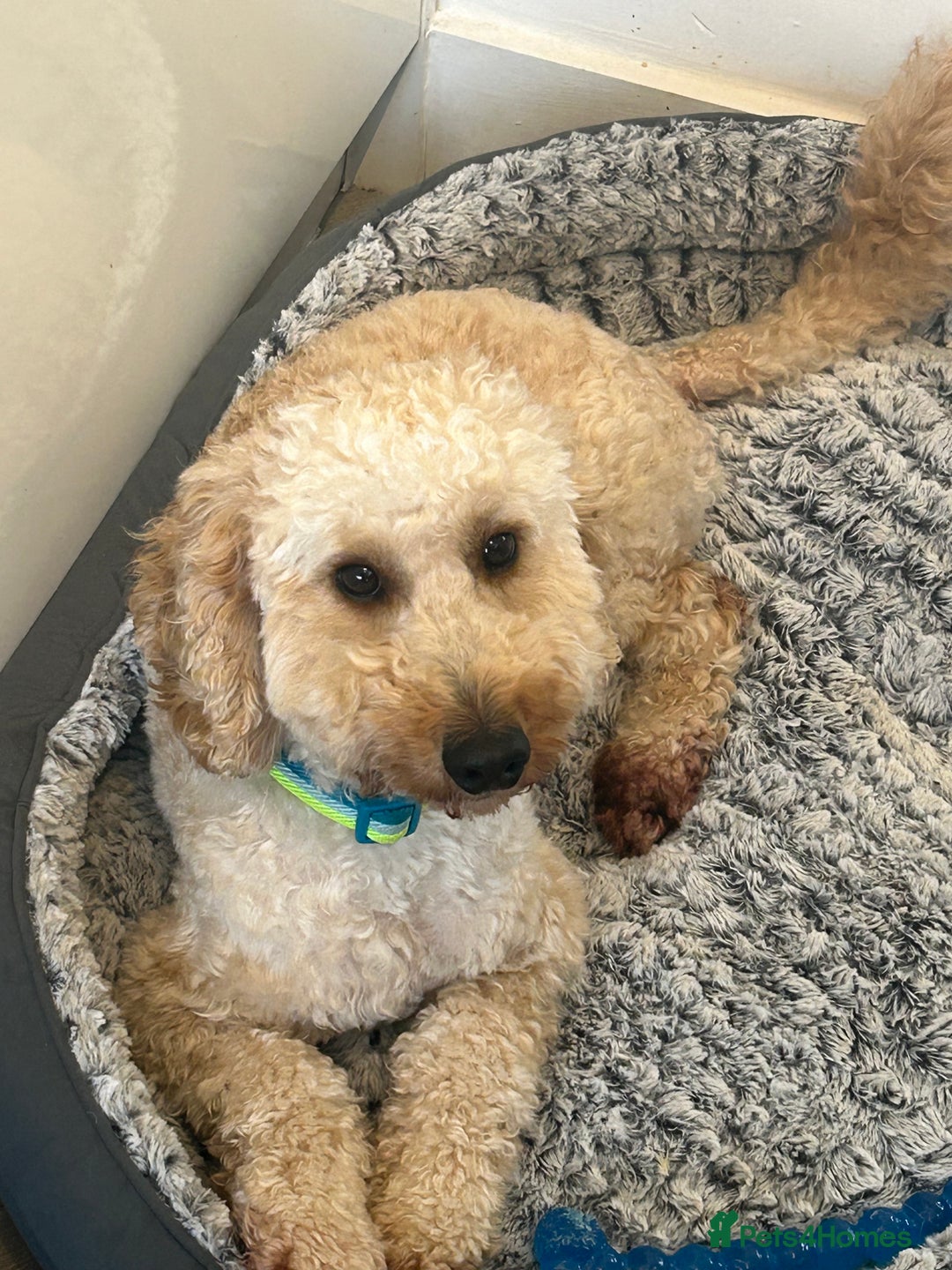 Cockapoo dogs for sale: Male cockapoo - Advert 2