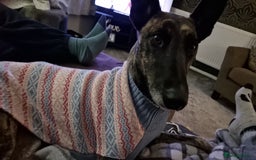 Mixed Breed dogs for sale: Sox a healthy 4 year old F Malinois-Saluki mixed - Image 7