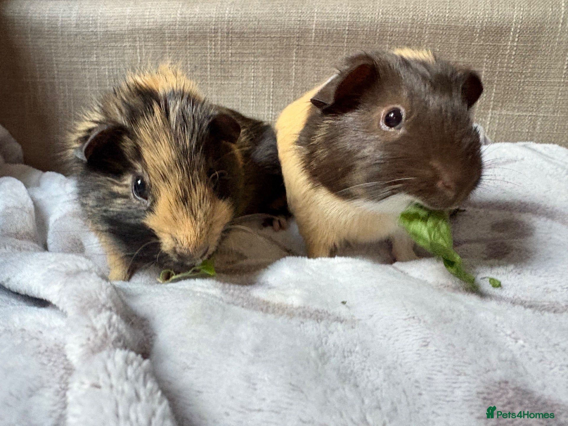 Guinea Pig rodents Sweet Baby Guinea Pigs for sale  - Advert 1