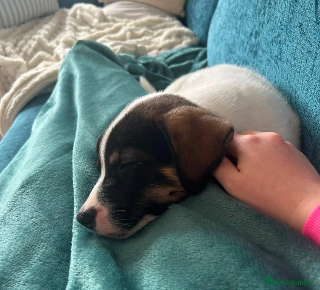 Mixed Breed dogs for sale: Husky/staffy pup 15 weeks  in Glasgow - Advert 6