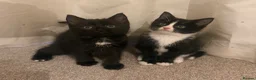 Mixed Breed cats for sale: Adorable Tuxedo kittens from much loved home - Advert 3