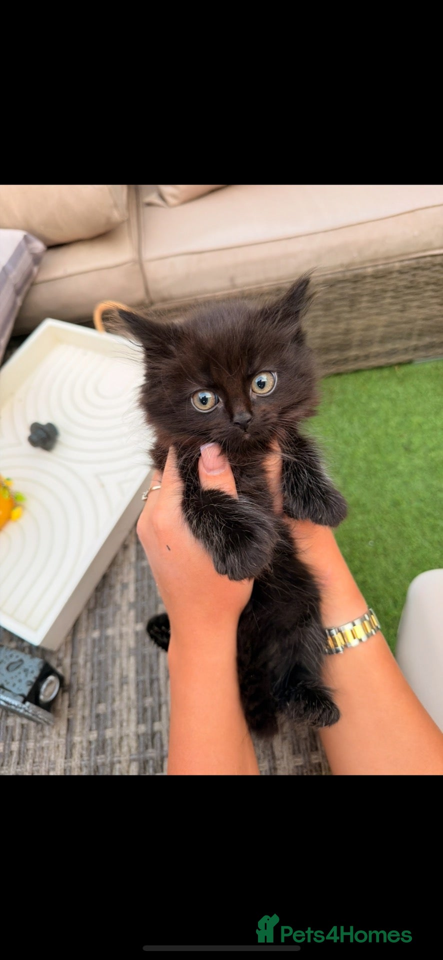 Bengal cats Black beautiful kitten  - Advert 2