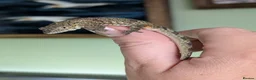 Gecko reptiles for sale: Eurydactylodes agricolae  - Advert 8