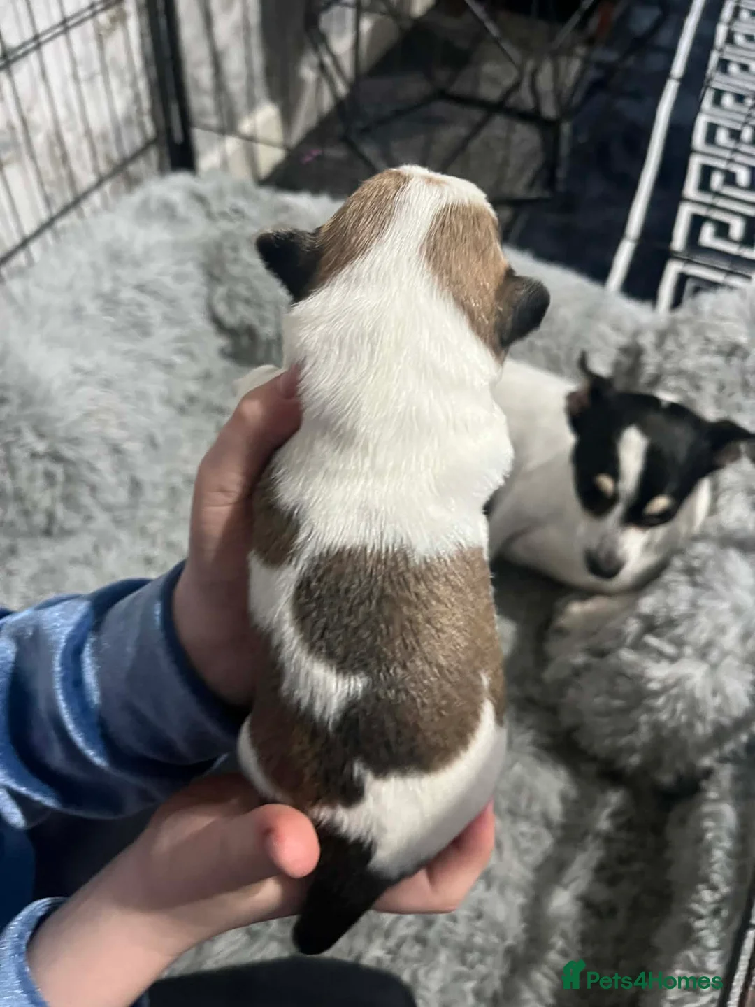 Mixed Breed dogs for sale: Shih Tzu cross chihuahua puppies  in Peterlee - Advert 2