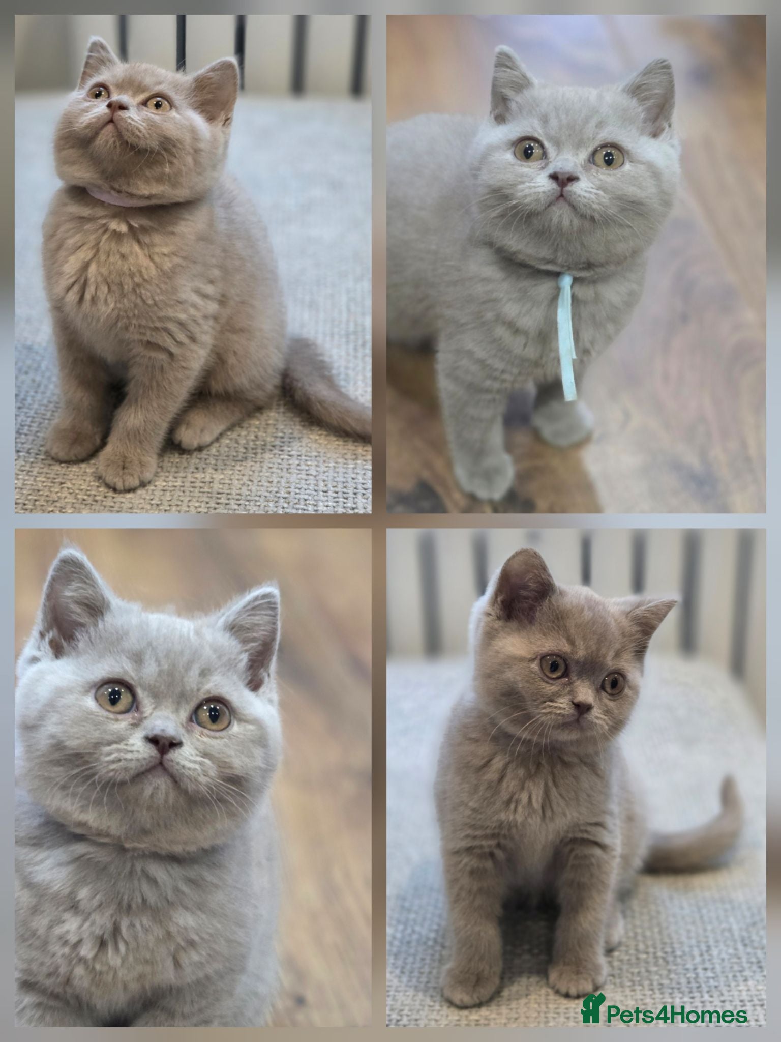 British Shorthair cats Beautiful Pure Breed ✨ British Shorthair Kittens ⭐ - Advert 1