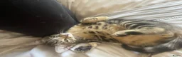 Mixed Breed cats for sale: 3 kittens in Stoke-on-Trent - Advert 10