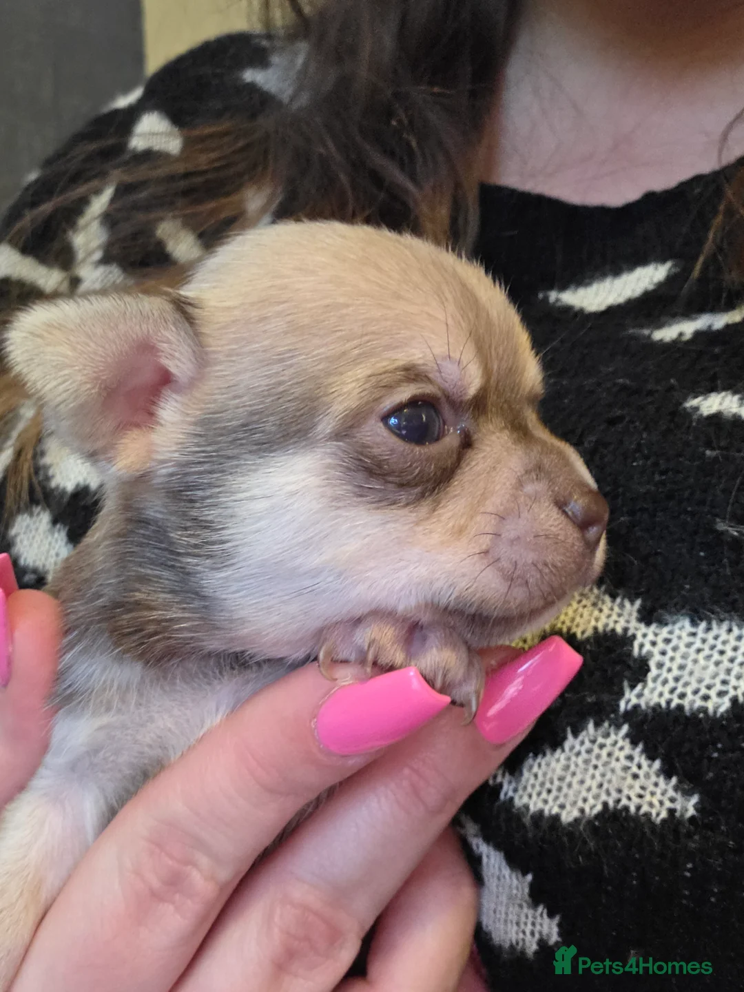 Chihuahua dogs for sale: Chihuahua Puppies - Advert 16