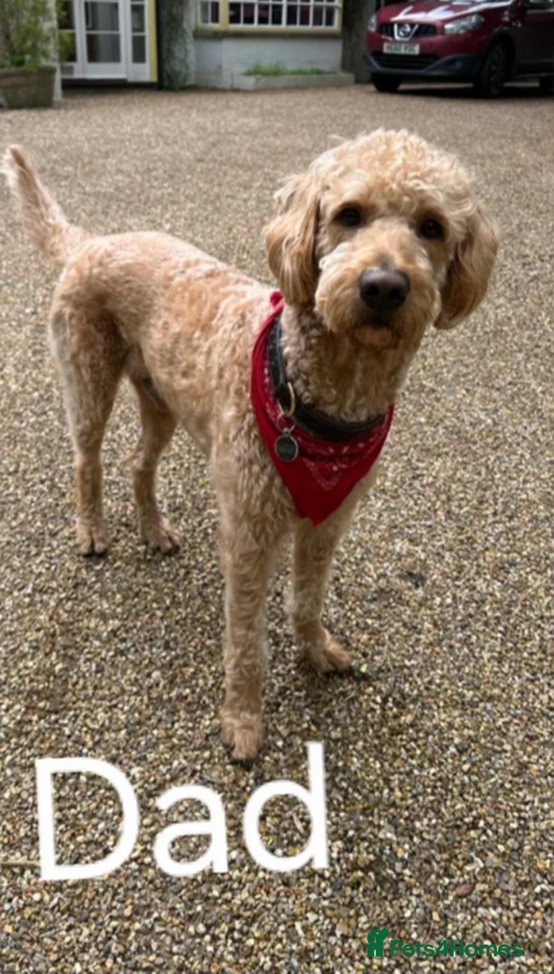Double Doodle dogs for sale: Stunning Multi generational Giant Labradoodle  in Bromley - Advert 21