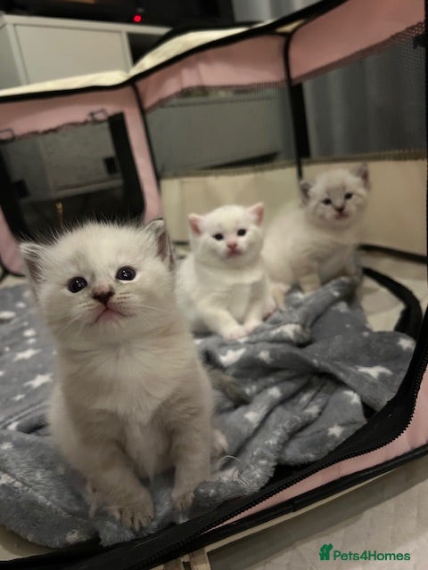 Ragdoll cats Ragdoll torie/flame/lynx x kittens - Advert 17