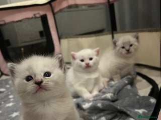 Ragdoll cats Ragdoll torie/flame/lynx x kittens - Advert 17