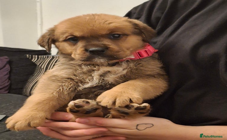 Mixed Breed dogs - Advert 7
