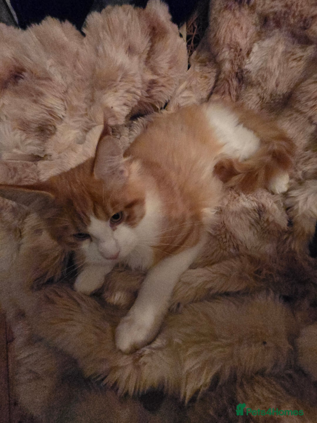 Maine Coon cats for sale: Maine coon kittins  for sale - Advert 11