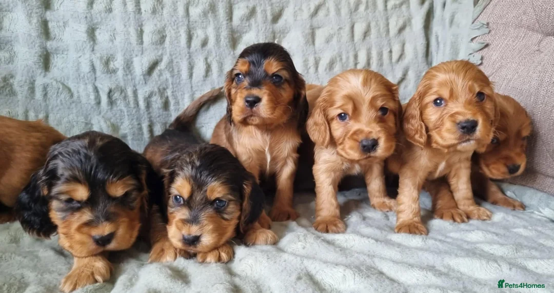 Cocker Spaniel dogs for stud: Proven male cocker spaniel  - Advert 9