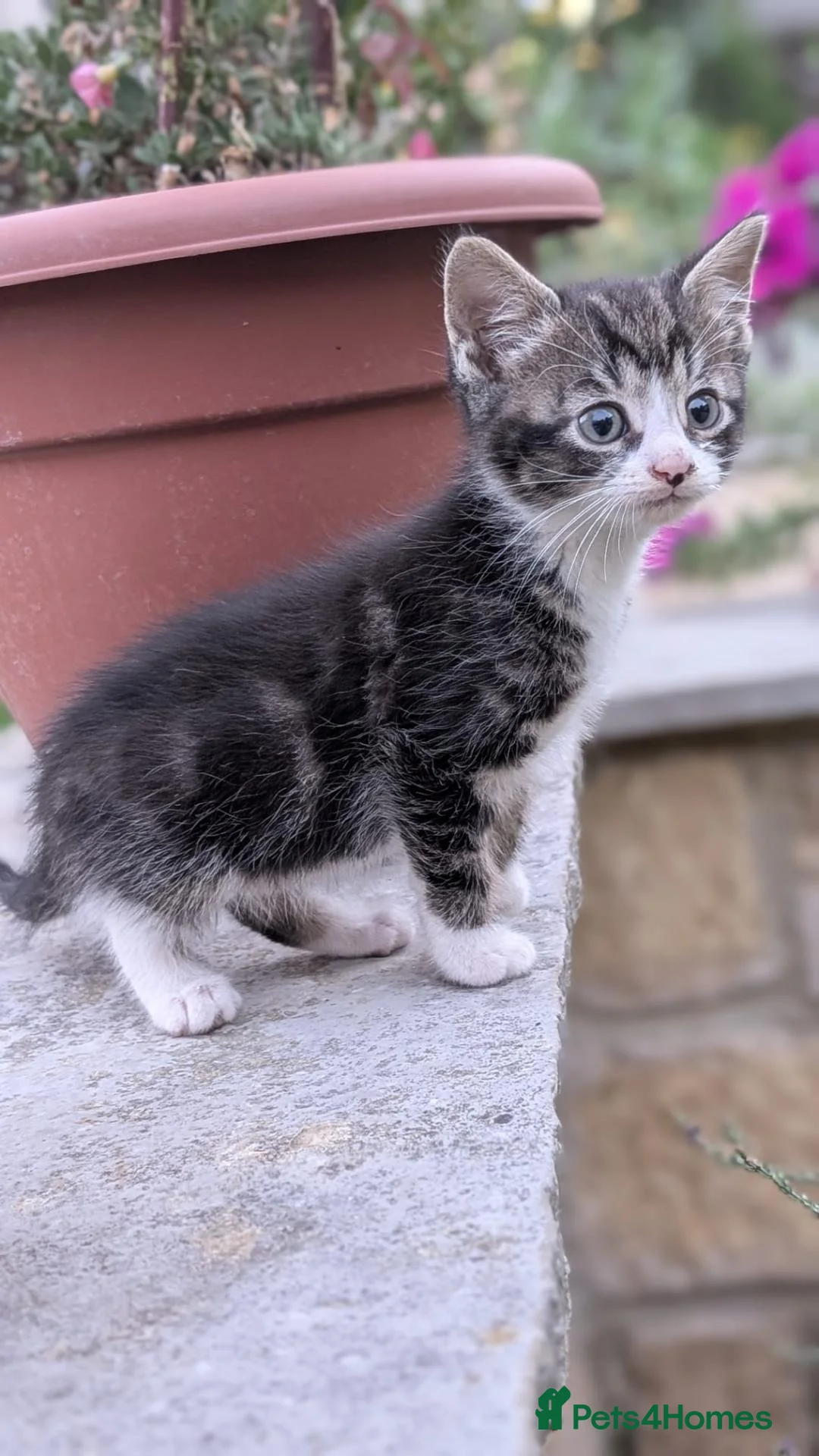 British Shorthair cats for sale: Beatiful grey and white kitten in Chippenham - Advert 6