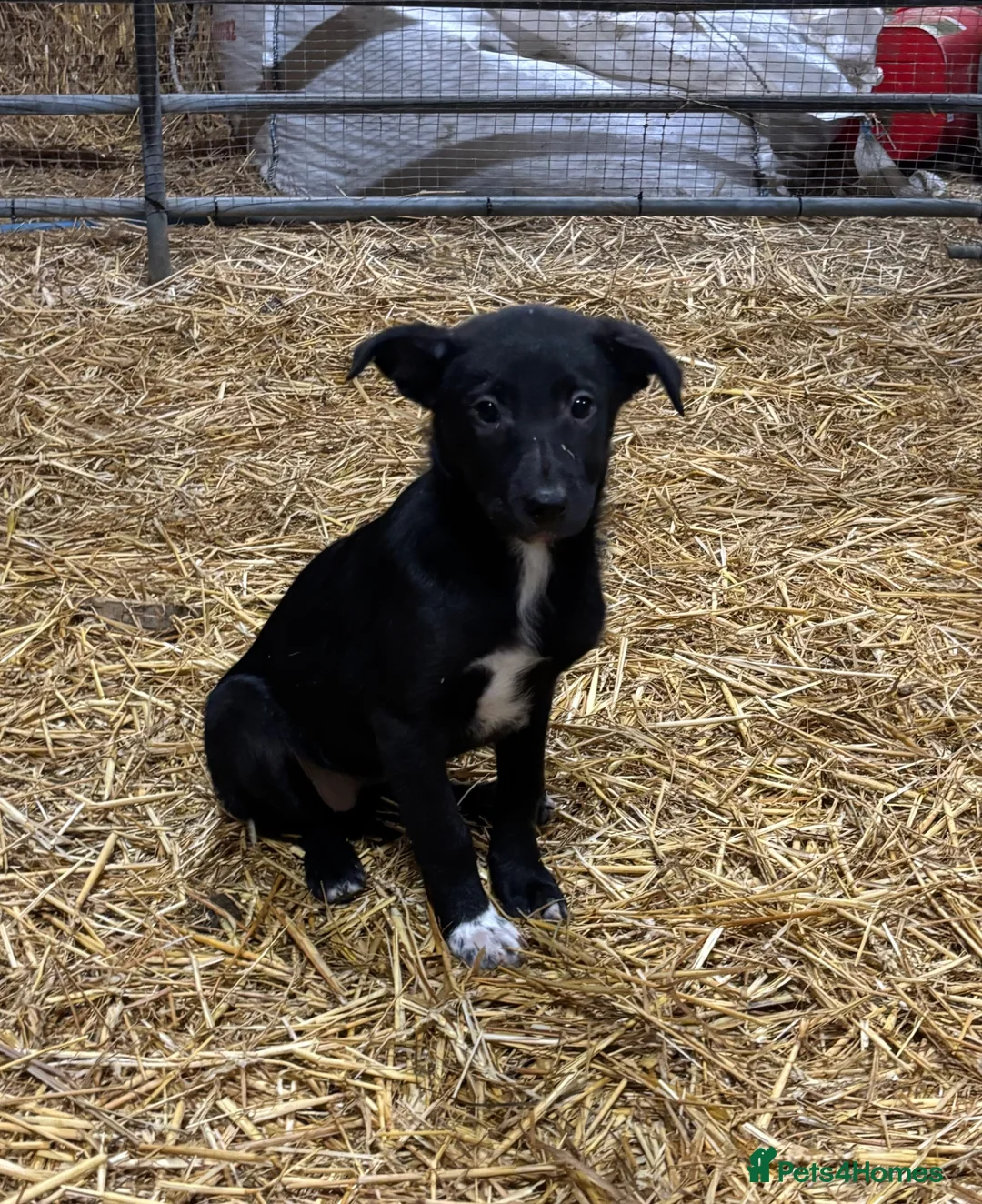 Border Collie dogs for sale: Beautiful Border Collie puppies  - Advert 2