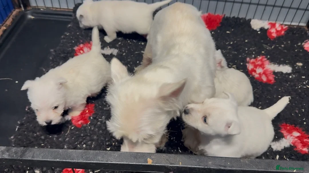 West Highland Terrier dogs for sale: West Highland Terrier Pups Pure Pedigree - Advert 3