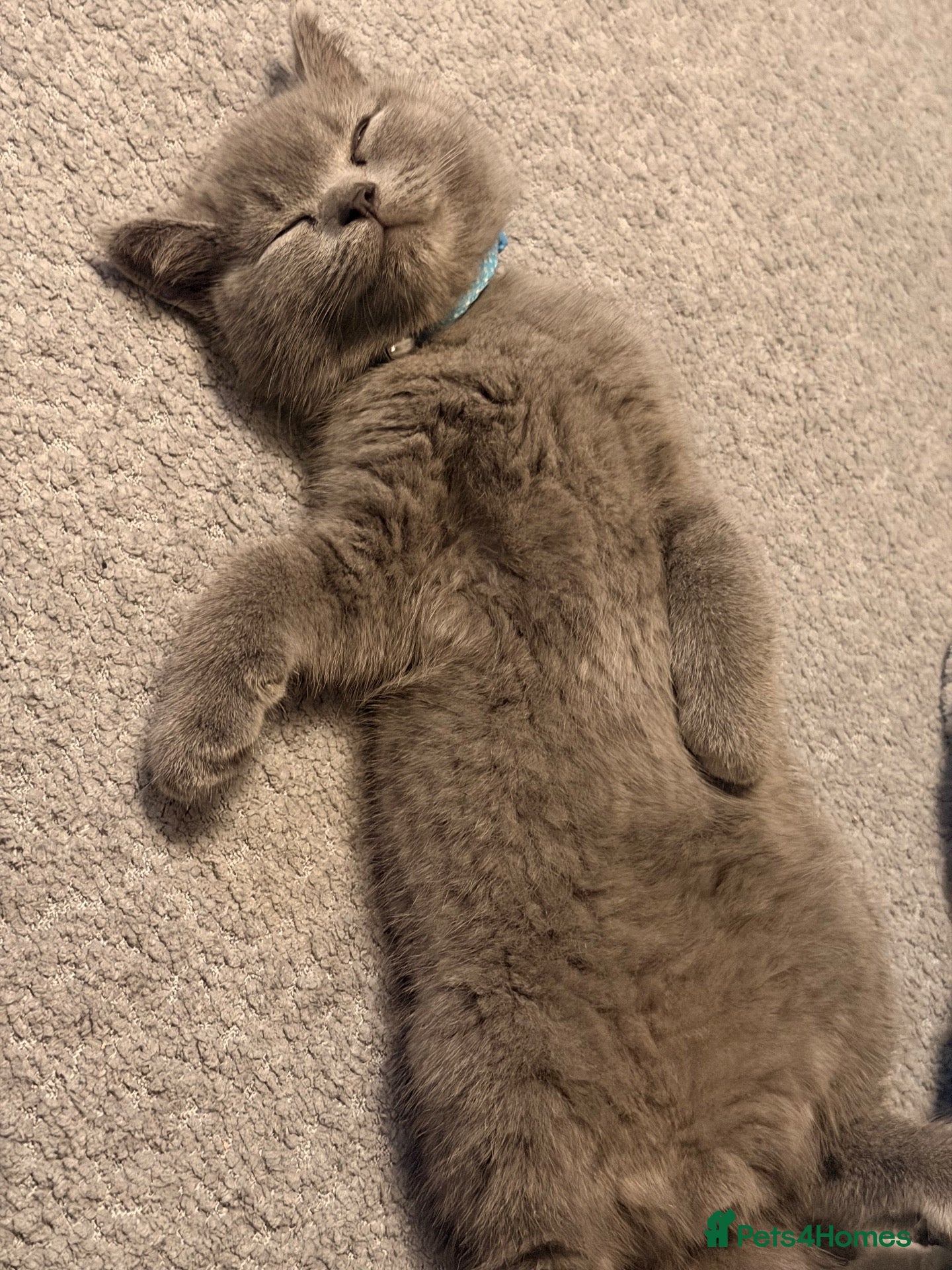 British Shorthair cats British shorthair kittens  - Advert 4
