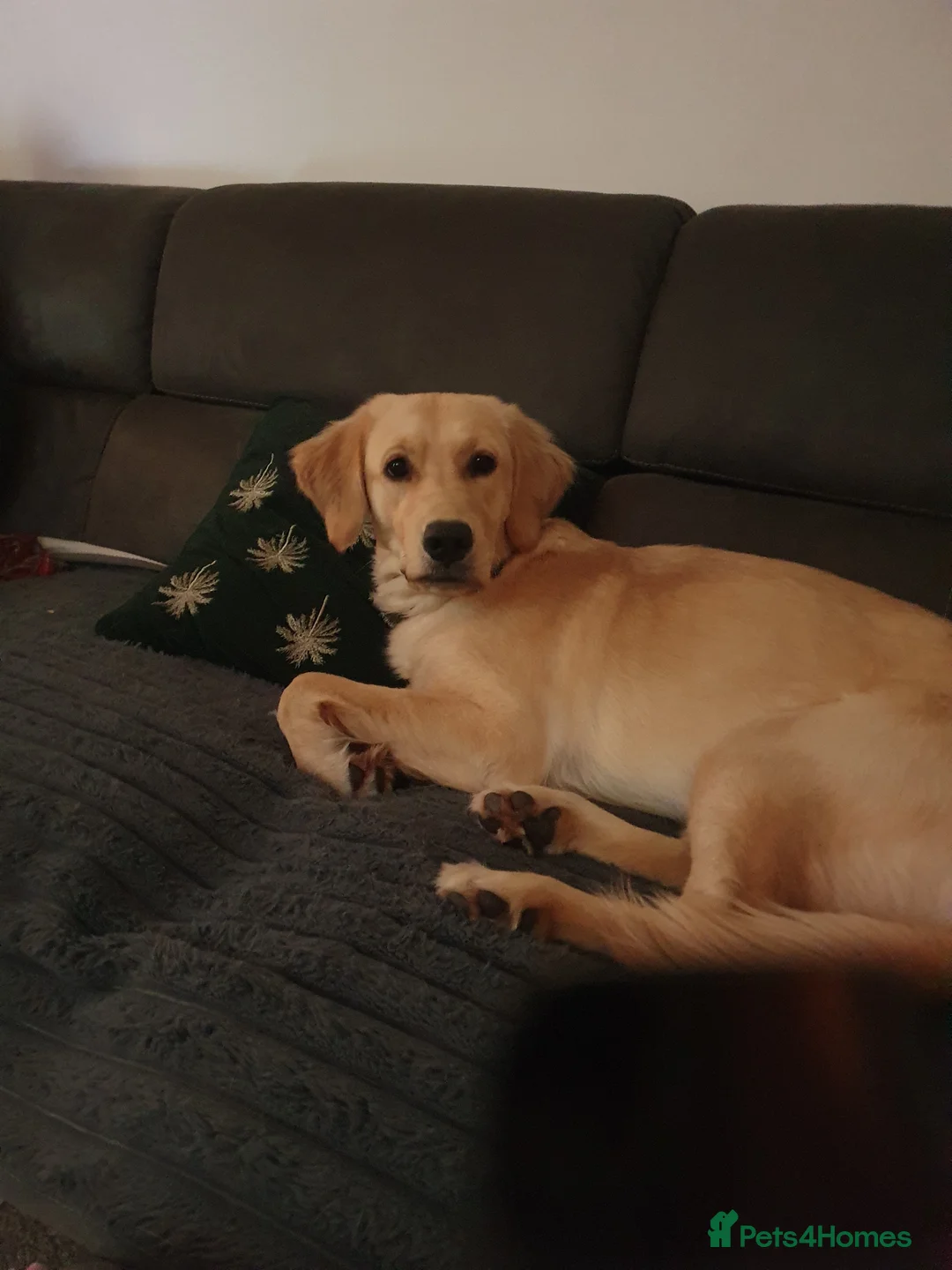 Golden Retriever dogs for sale: 9month old golden retriever female - Advert 2