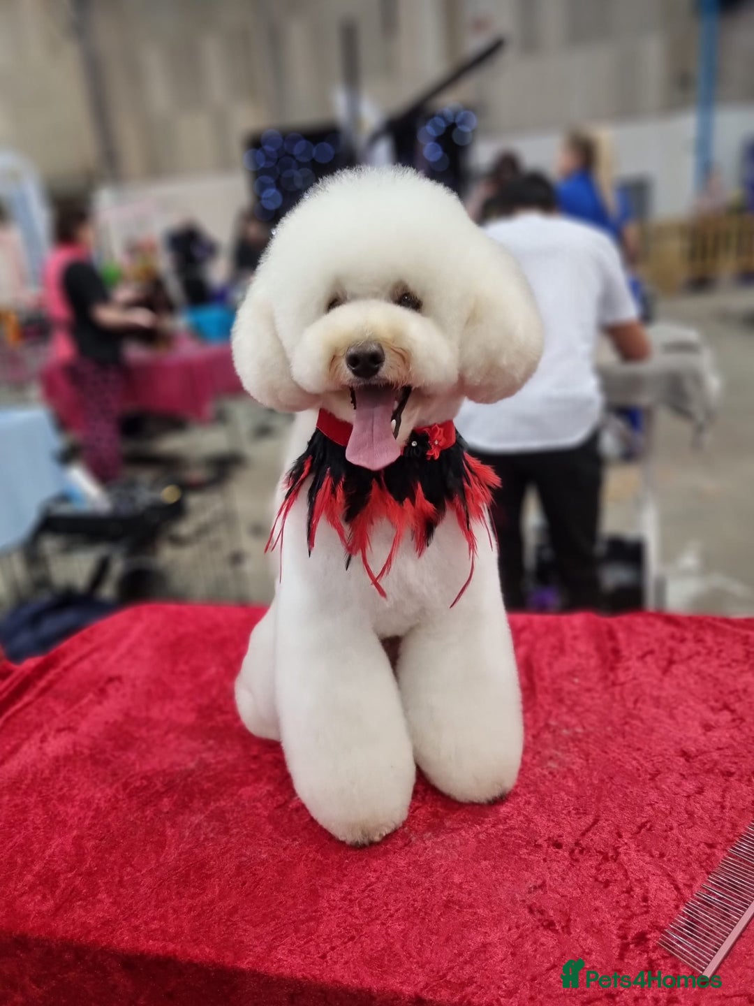 Mixed Breed dogs for sale: Lovely havapoo only 3 boys left READY TO GO - Image 11