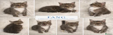 Fang
