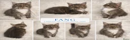 Maine Coon cats for sale: Maine Coon kitten boy - Advert 18