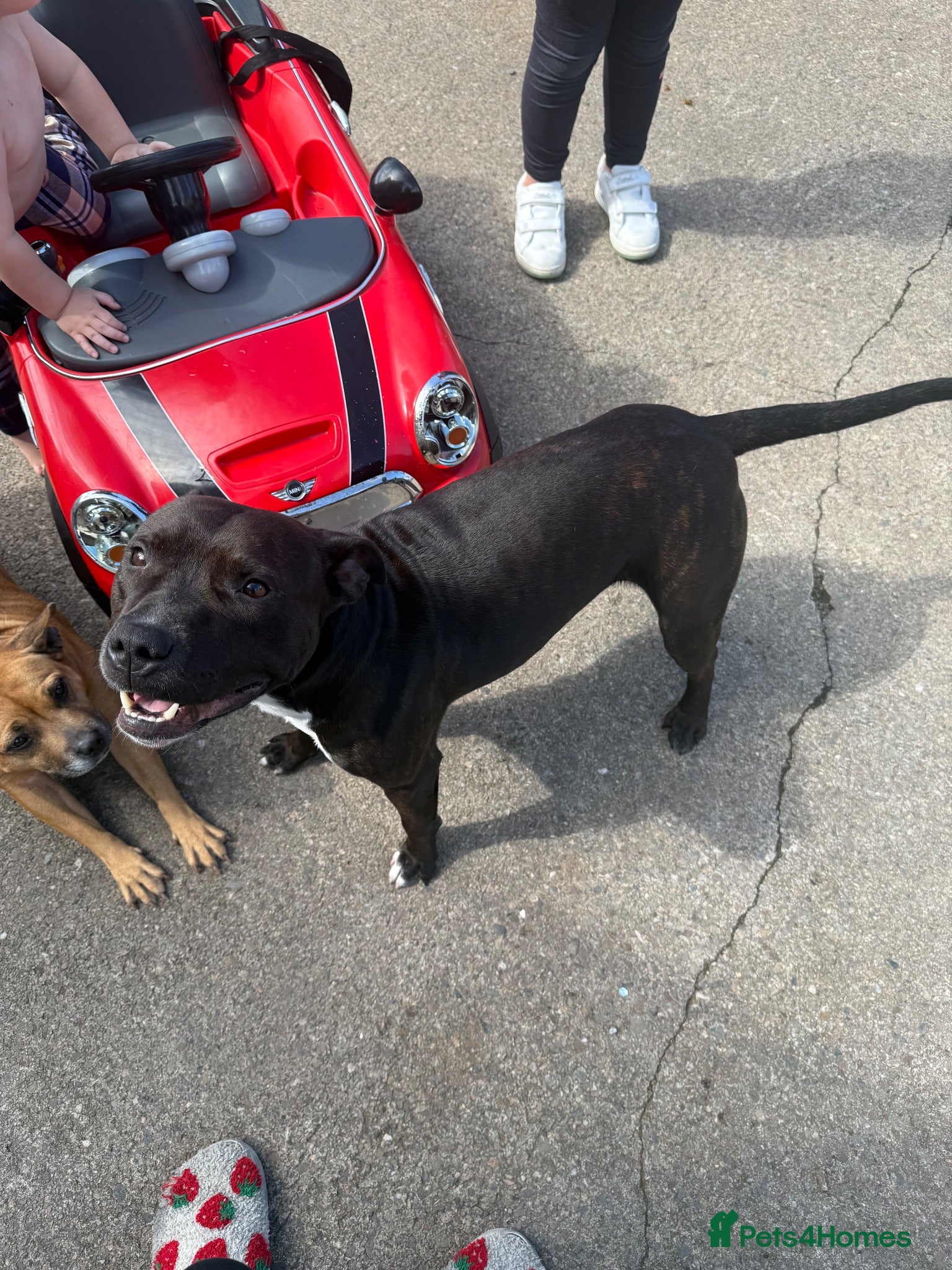 Staffordshire Bull Terrier dogs Stud dog  - Advert 1