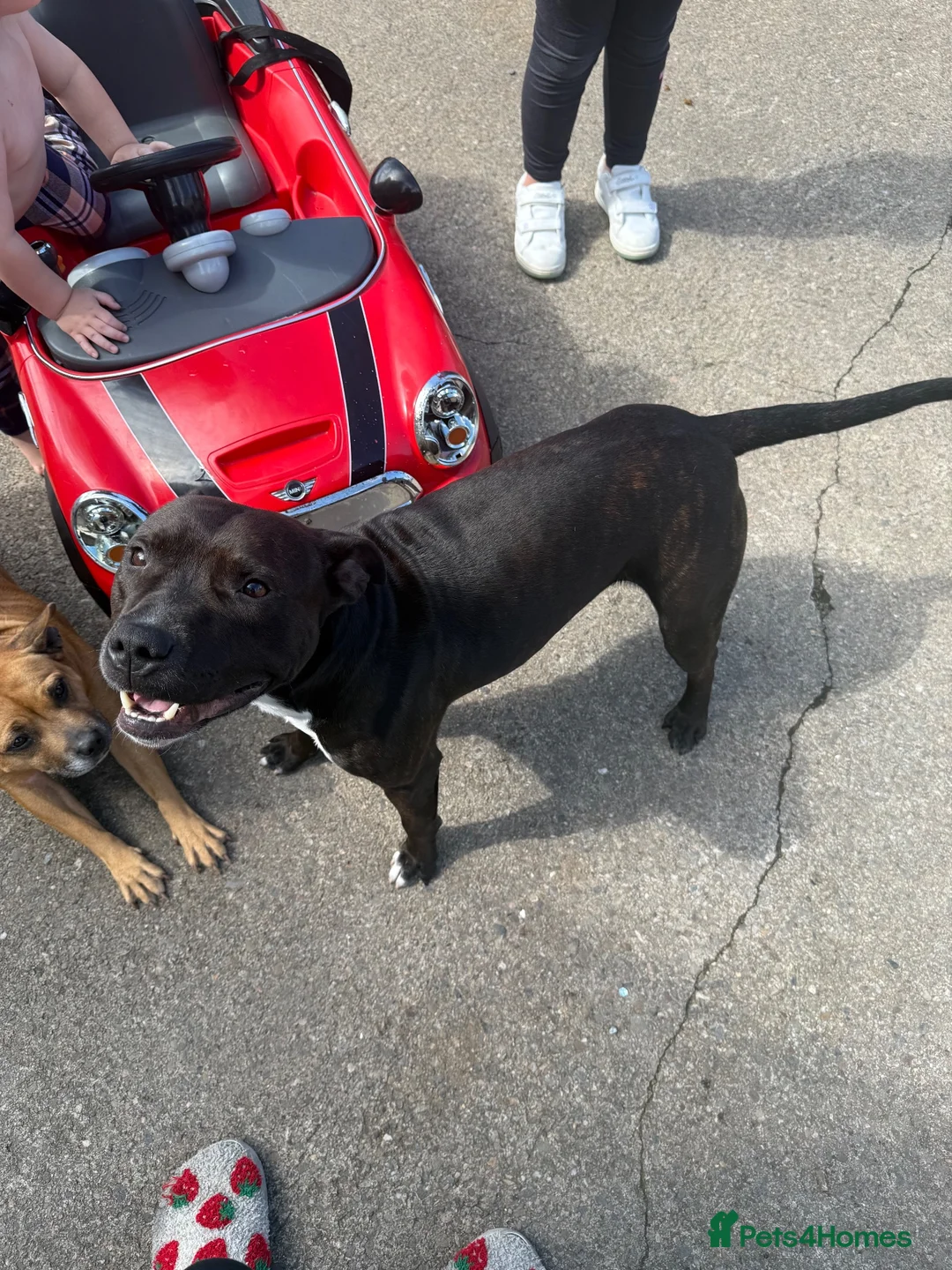 Staffordshire Bull Terrier dogs for stud: Stud dog  - Advert 1