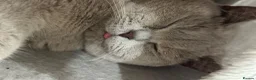 British Shorthair cats for sale: cupcake and muffin - Advert 5
