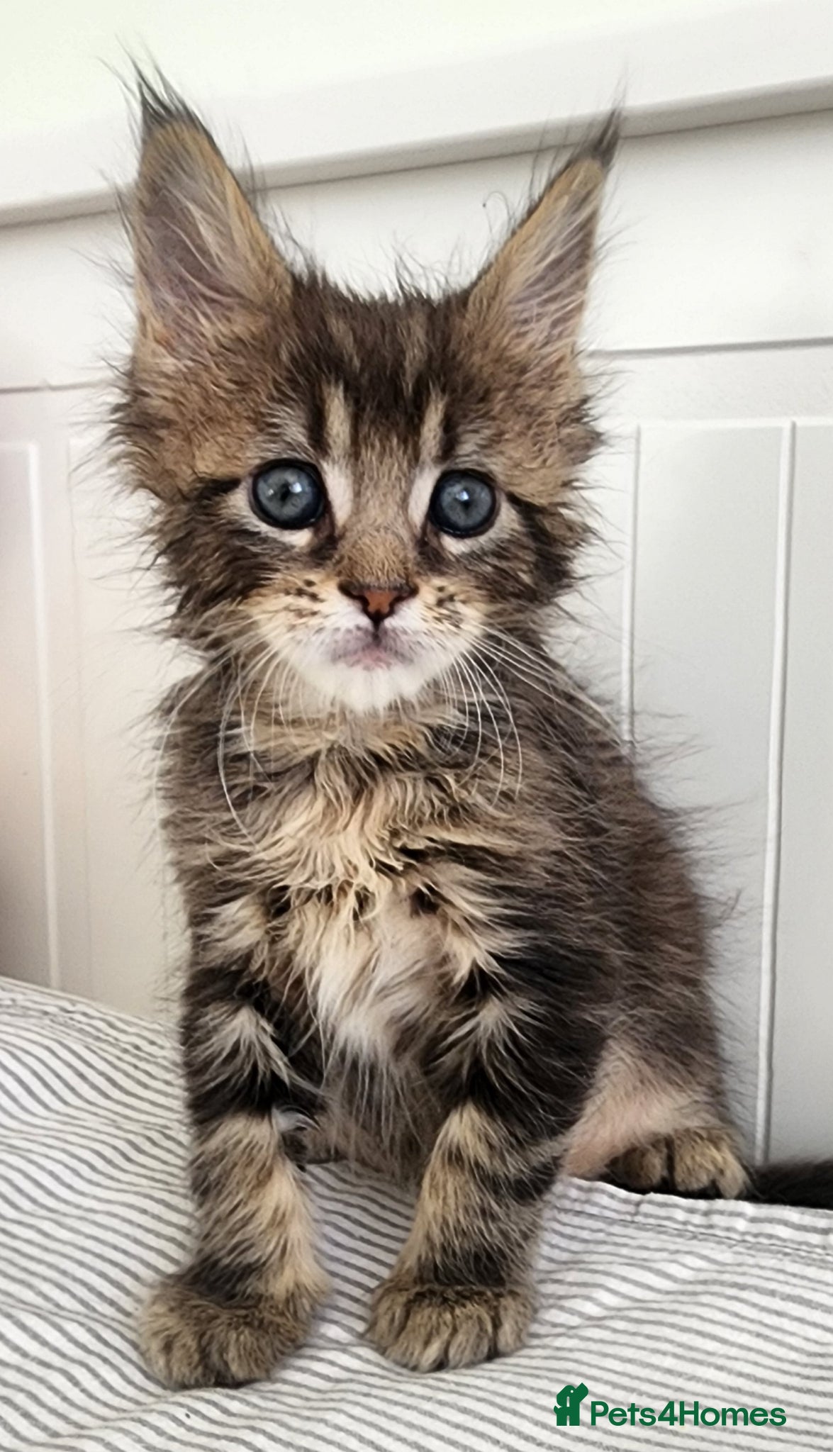 Maine Coon cats 💫💫Beautiful Maine Coon Kittens💫💫 - Advert 2