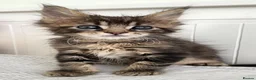 Maine Coon cats for sale: 💫💫Beautiful Maine Coon Kittens💫💫 - Advert 15