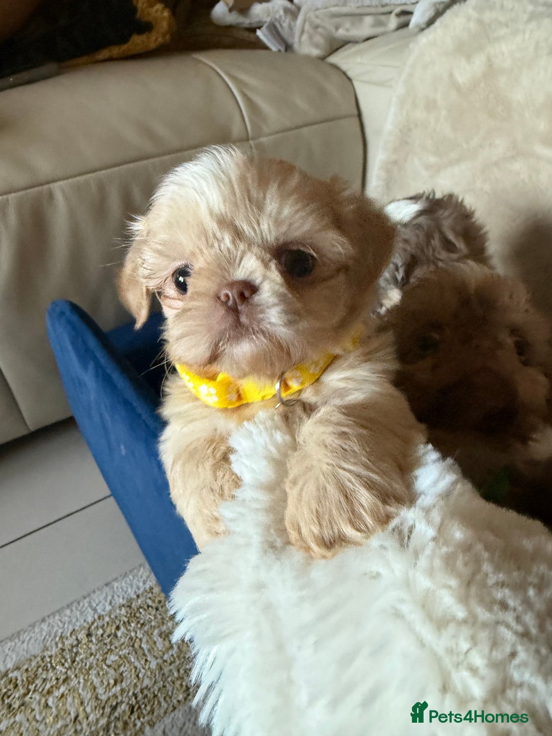 Shih Tzu dogs for sale: IMRERIAL SHIHTZU PUPPIES - Advert 11
