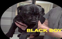 Staffordshire Bull Terrier dogs for sale: Staffordshire Bull Terrier Puppies 2Boys Available - Advert 8