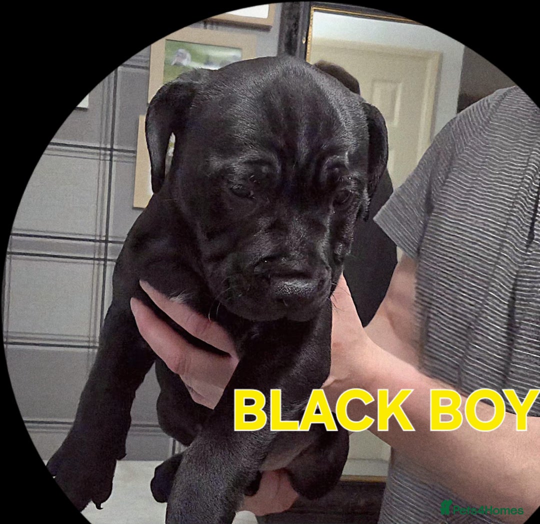 Staffordshire Bull Terrier dogs for sale: Staffordshire Bull Terrier Puppies 2Boys Available - Advert 8