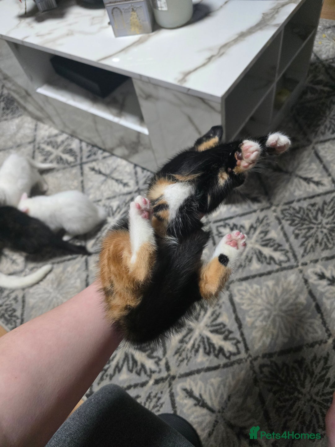 Mixed Breed cats for sale: 2 white kittens and 1 3-coloured for sale - Advert 17