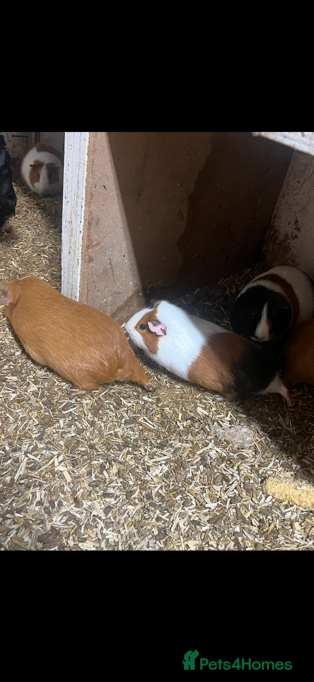 Guinea Pig rodents for sale: Guinea pigs 🐹 - Advert 4