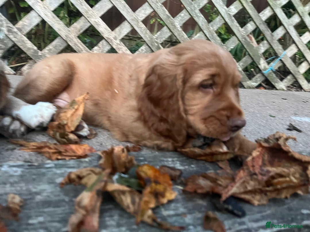 Cocker Spaniel dogs for sale: Health tested cocker spaniel pups - Image 6