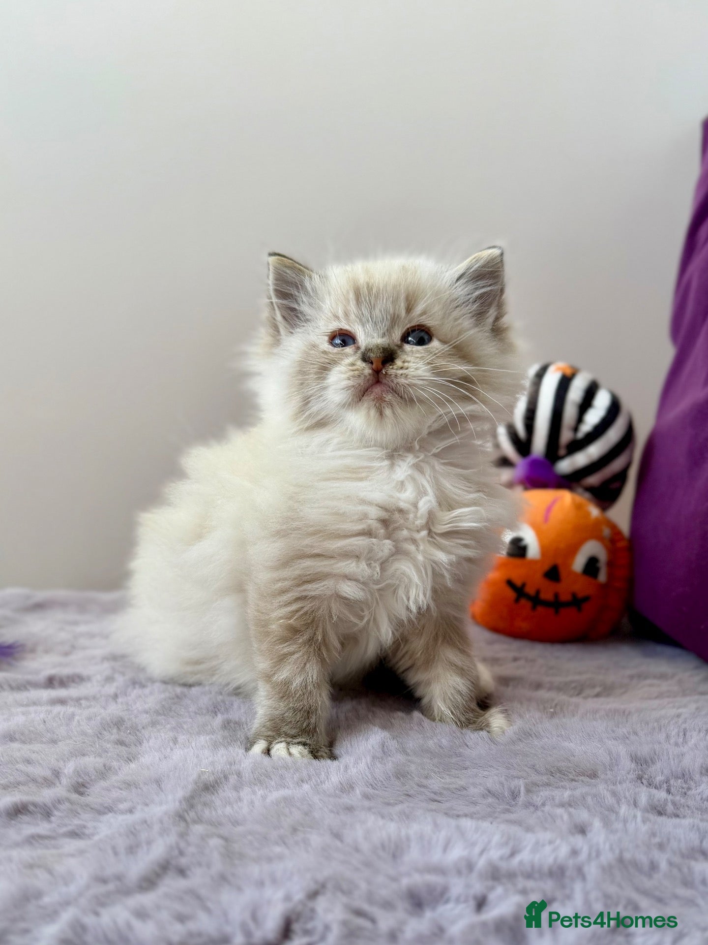Ragdoll cats TICA registered ragdoll kittens - Advert 2