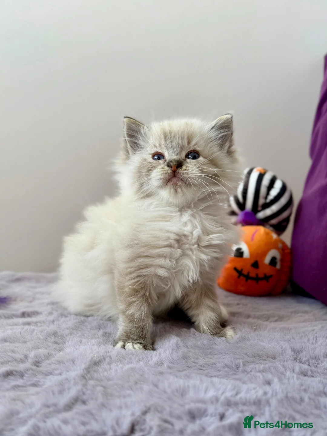 Ragdoll cats for sale: TICA registered ragdoll kittens - Advert 2