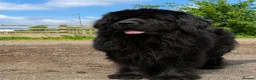Newfoundland dogs for stud: Newfoundland stud - Advert 4