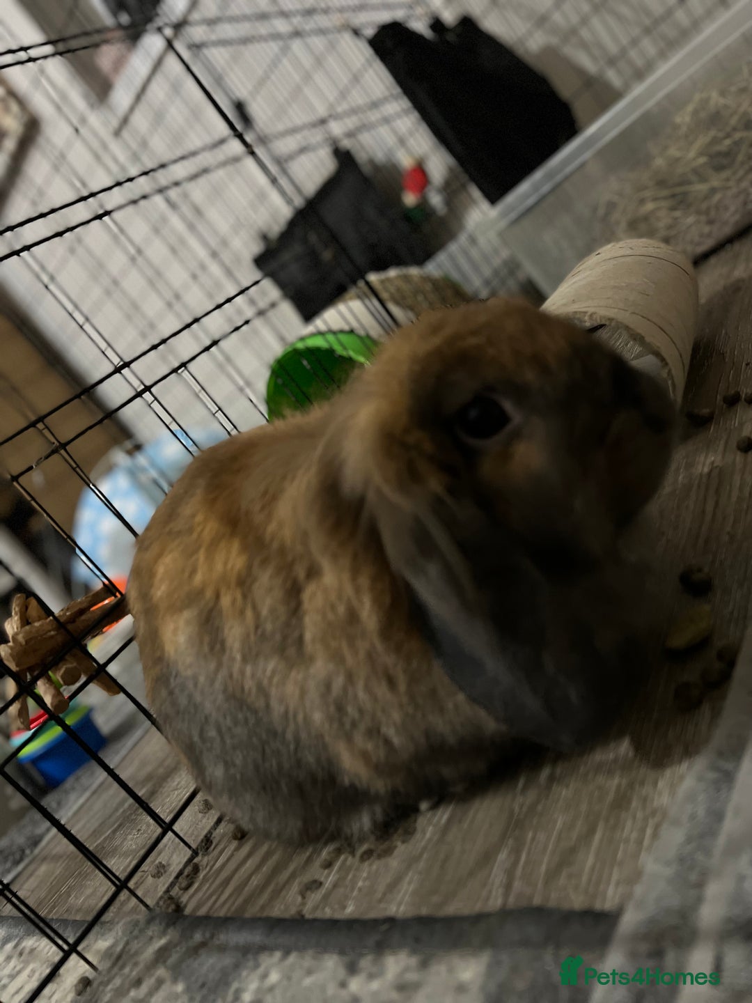 Mixed Breed rabbits for sale: Male and female rabbits 🩷🩵 - Advert 3