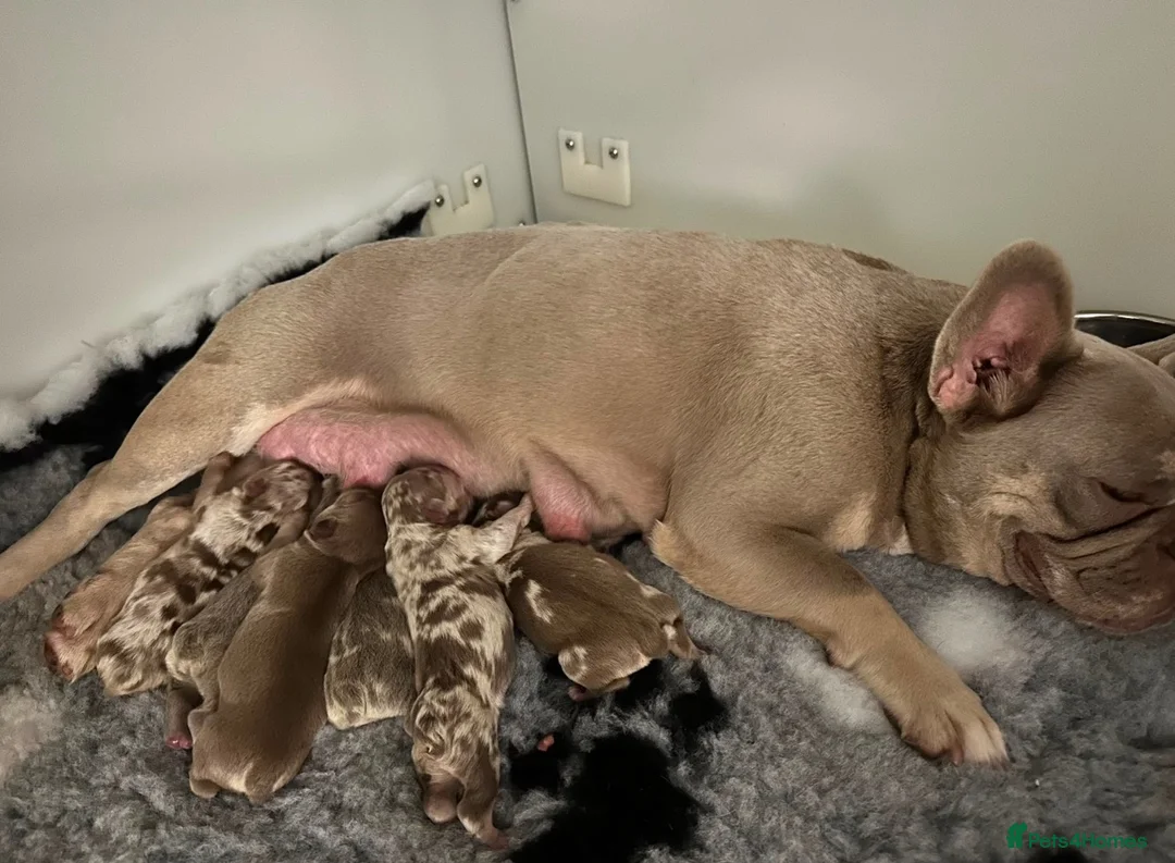 French Bulldog dogs for sale: French bulldogs  - Advert 21