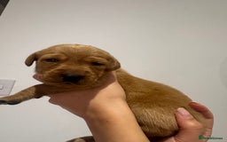 Labrador Retriever dogs for sale: Working Class Fox Red Labs  - Image 17