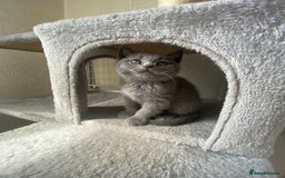 Scottish Fold cats for sale: Gorgeous Scottish Kittens - Image 3
