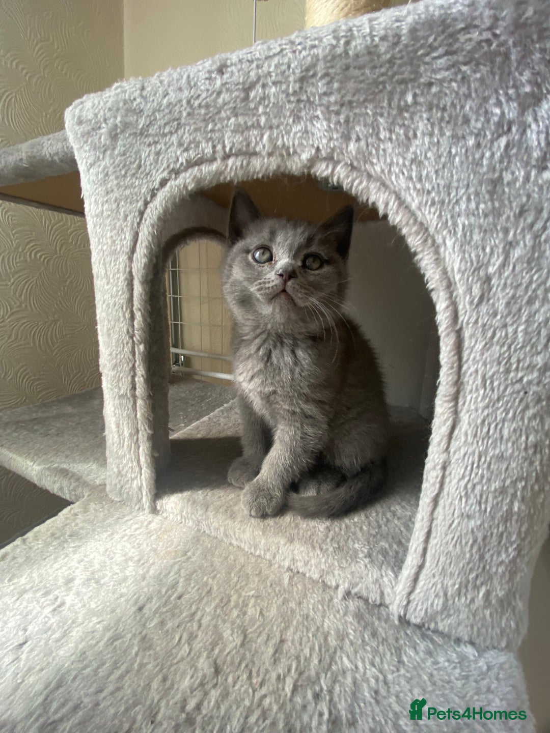 Scottish Fold cats for sale: Gorgeous Scottish Kittens - Image 3