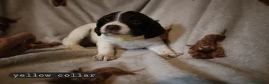 English Springer Spaniel 4