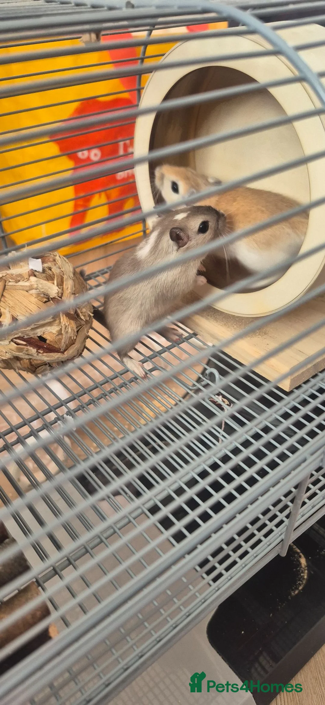 Gerbil rodents for sale: 2 Male gerbils  in Colchester - Advert 11