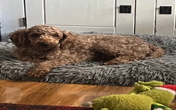 Cockapoo dogs for sale: cockapoo - Image 7