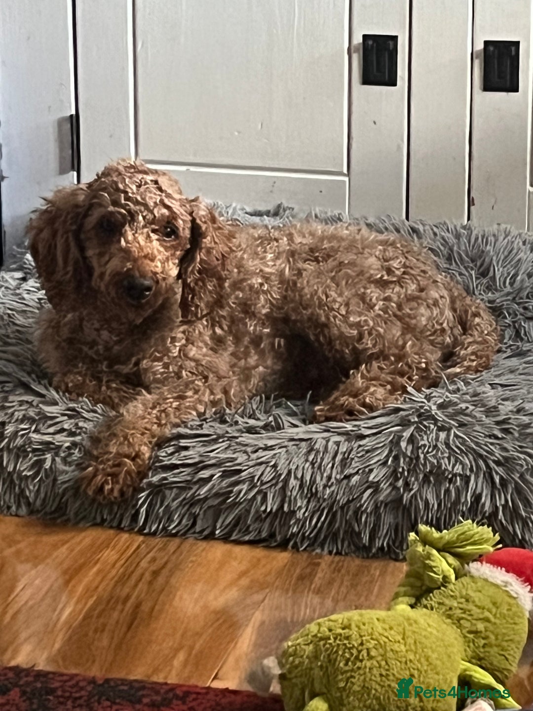 Cockapoo dogs for sale: cockapoo - Image 7